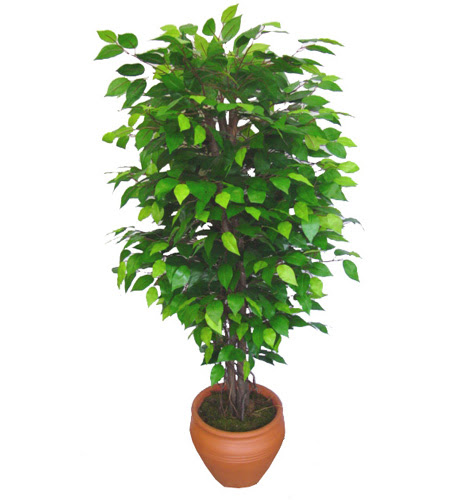Ficus Benjamin 1,50 cm   Sinop gvenli kaliteli hzl iek 