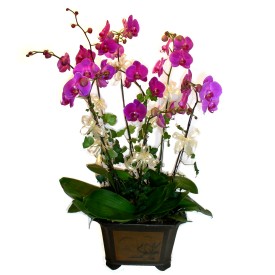  Sinop iek online iek siparii  4 adet orkide iegi