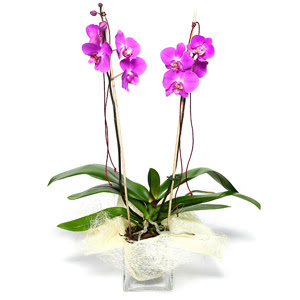  Sinop internetten iek sat  Cam yada mika vazo ierisinde  1 kk orkide