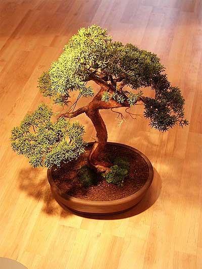 ithal bonsai saksi iegi  Sinop nternetten iek siparii 
