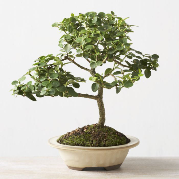 ithal bonsai saksi iegi  Sinop online ieki , iek siparii 