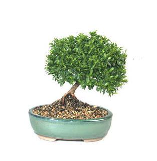 ithal bonsai saksi iegi  Sinop iek servisi , ieki adresleri 