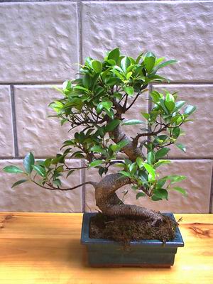 ithal bonsai saksi iegi  Sinop yurtii ve yurtd iek siparii 