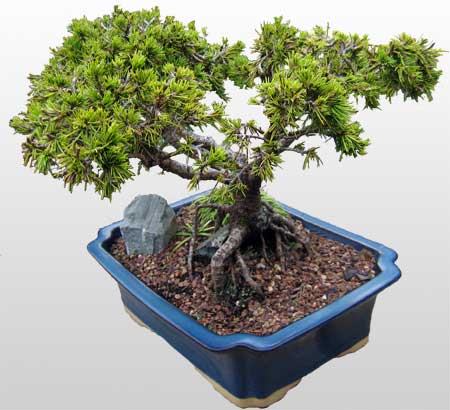 ithal bonsai saksi iegi  Sinop online iek gnderme sipari 