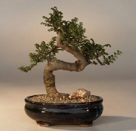 ithal bonsai saksi iegi  Sinop kaliteli taze ve ucuz iekler 