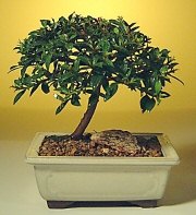  Sinop internetten iek siparii  ithal bonsai saksi iegi  Sinop iek online iek siparii 