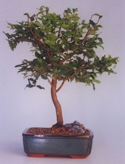 Sinop internetten iek siparii  ithal bonsai saksi iegi  Sinop gvenli kaliteli hzl iek 