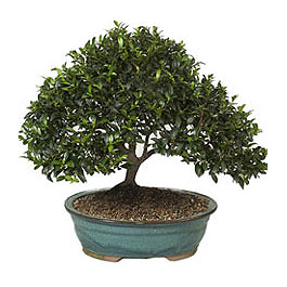  Sinop internetten iek siparii  ithal bonsai saksi iegi  Sinop ucuz iek gnder 