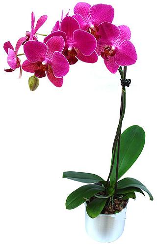  Sinop online iek gnderme sipari  saksi orkide iegi