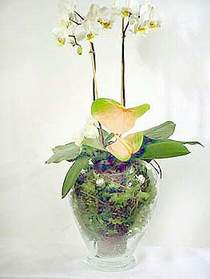  Sinop internetten iek sat  Cam yada mika vazoda zel orkideler