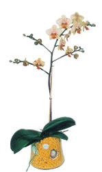  Sinop hediye sevgilime hediye iek  Phalaenopsis Orkide ithal kalite