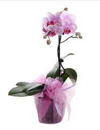 1 dal pembe orkide saksı çiçeği  Sinop çiçek gönderme sitemiz güvenlidir 