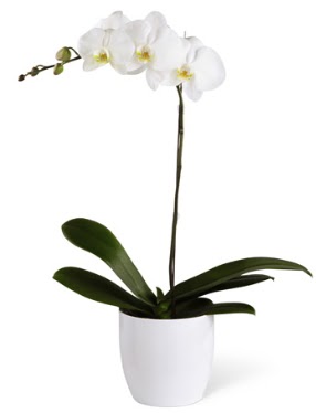 1 dall beyaz orkide  Sinop kaliteli taze ve ucuz iekler 