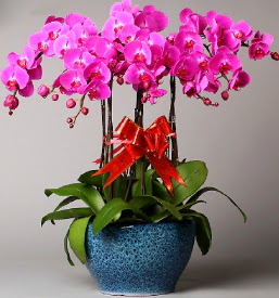 7 dall mor orkide  Sinop online ieki , iek siparii 