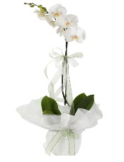 1 dal beyaz orkide iei  Sinop anneler gn iek yolla 