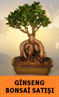 Ginseng bonsai sat japon aac  Sinop iek online iek siparii 