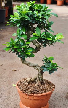 Orta boy bonsai saks bitkisi  Sinop 14 ubat sevgililer gn iek 