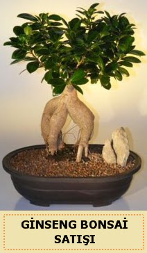 thal Ginseng bonsai sat japon aac  Sinop cicek , cicekci 