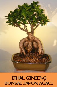 thal japon aac ginseng bonsai sat  Sinop iek , ieki , iekilik 