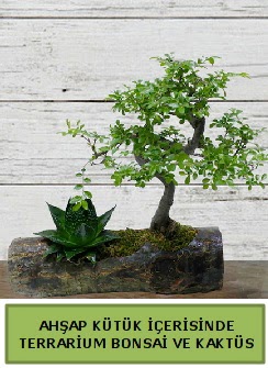 Ahap ktk bonsai kakts teraryum  Sinop 14 ubat sevgililer gn iek 