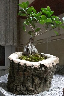 Ahap ktk ierisinde ginseng bonsai  Sinop 14 ubat sevgililer gn iek 