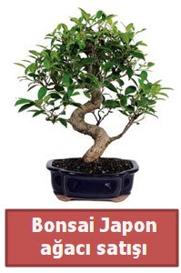 Japon aac bonsai sat  Sinop cicek , cicekci 