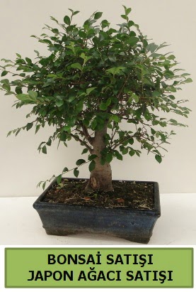 Minyatr bonsai japon aac sat  Sinop ucuz iek gnder 