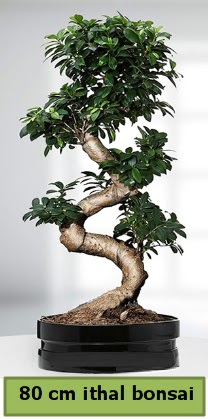 80 cm özel saksıda bonsai bitkisi  Sinop çiçek siparişi sitesi 