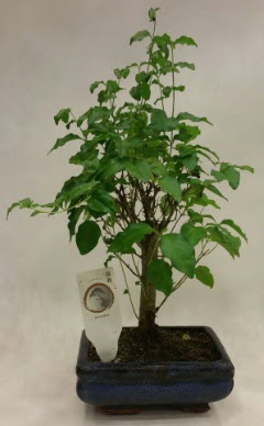Minyatr bonsai japon aac sat  Sinop iek siparii sitesi 