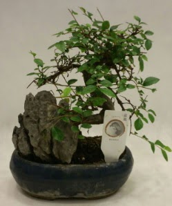 thal 1.ci kalite bonsai japon aac  Sinop internetten iek sat 