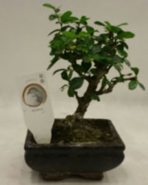 Kk minyatr bonsai japon aac  Sinop ieki maazas 