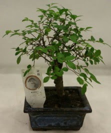 Minyatr ithal japon aac bonsai bitkisi  Sinop internetten iek sat 
