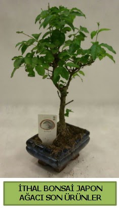 thal bonsai japon aac bitkisi  Sinop yurtii ve yurtd iek siparii 