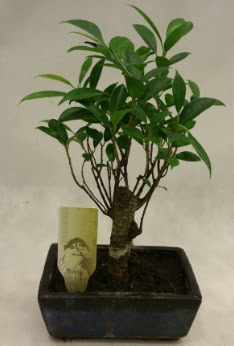 Japon aac bonsai bitkisi sat  Sinop iek siparii sitesi 