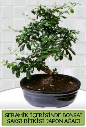 Seramik vazoda bonsai japon aac bitkisi  Sinop cicek , cicekci 