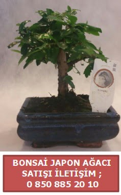 Japon aac minyar bonsai sat  Sinop internetten iek sat 