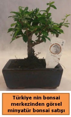 Japon aac bonsai sat ithal grsel  Sinop hediye iek yolla 