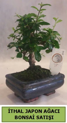 thal japon aac bonsai bitkisi sat  Sinop iek siparii sitesi 
