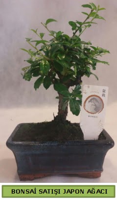 Minyatr bonsai aac sat  Sinop ieki maazas 