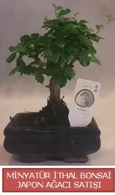 Kk grsel bonsai japon aac bitkisi  Sinop iekiler 