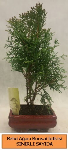 Selvi aac bonsai japon aac bitkisi  Sinop internetten iek sat 
