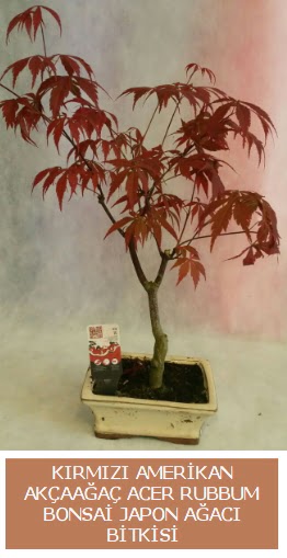 Amerikan akaaa Acer Rubrum bonsai  Sinop iek maazas , ieki adresleri 