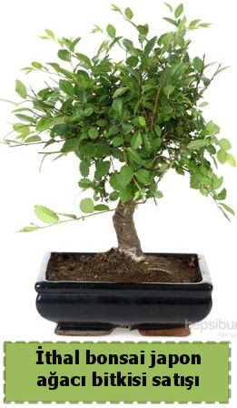 thal bonsai saks iei Japon aac sat  Sinop iek , ieki , iekilik 