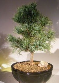 am aac bonsai bitkisi sat  Sinop internetten iek siparii 