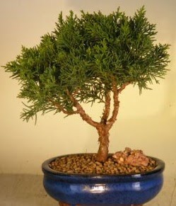 Servi am bonsai japon aac bitkisi  Sinop hediye iek yolla 