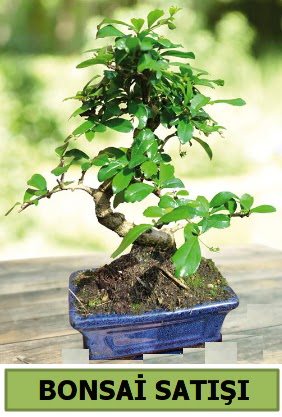 am bonsai japon aac sat  Sinop internetten iek sat 