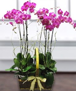 7 dall mor lila orkide  Sinop ucuz iek gnder 