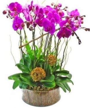 Ahap ktkte lila mor orkide 8 li  Sinop cicekciler , cicek siparisi 