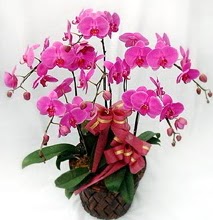 Sepet ierisinde 5 dall lila orkide  Sinop internetten iek siparii 
