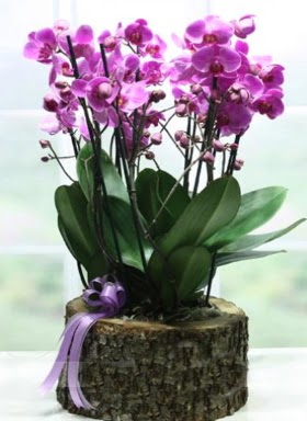 Ktk ierisinde 6 dall mor orkide  Sinop internetten iek siparii 